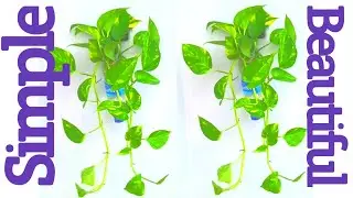 Money plant Wall Hanging Idea for Home Garden | Wall Hanging Money Plant |Use Wastage Plastic Bottle