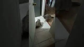 #viral #gatos #velada4 #pelear