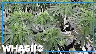 Kentucky considers expanding medical cannabis eligibility