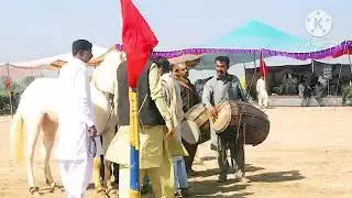 Horse dance #viralvideo #mela #horse #dance 
