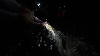 Monster Snook | NLBN
