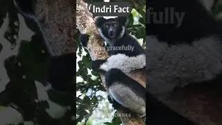 Indri's Acrobatic Leaps 🐒🌳 #viral #shorts #trending #youtubeshorts