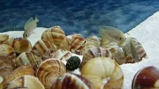 Neolamprologus Similis / African Shell Dwellers - The Grieving Aquarist Volume 5