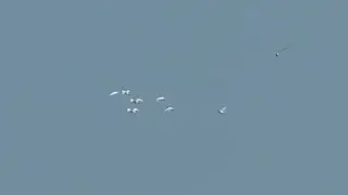 Малая белая цапля (Egretta garzetta)