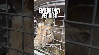 Emergency Vet Visit