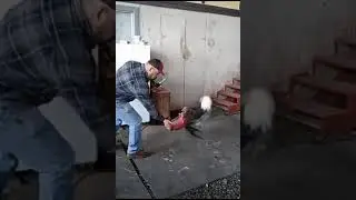 Rooster Warrior | Shorts Funny Rooster Funny Animals 🤣 Shorts Animals #Shorts