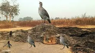 Teetr video jungle Teetar voice grey francolin voice partridge hunting sound madi teetar ki awaaz 