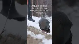 Wild turkeys:A story of successful wildlife restoration of a critical species #conservation #ontario