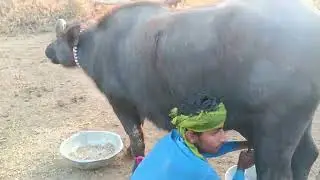 #top #baffalo#banni  #viral 