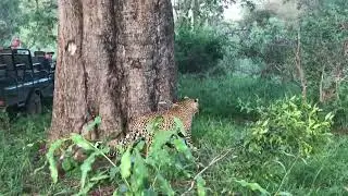 Leopard Sighting Karongwe Private Game Reserve