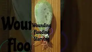 Adventitious Root #adventitiousroot #fibrousroot #taproot #morphologyoffloweringplants #neet2025