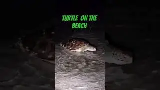 Turtle on the Beach #turtle #turtles #turtleshell #wildlife #beach #boatlife #nature #love #beauty