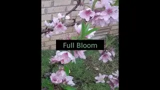 Full Bloom - Peach Growth Stage