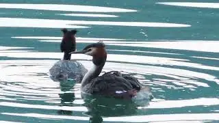 Svasso maggiore (Podiceps cristatus) con pulcini sul dorso - Lago d'Iseo