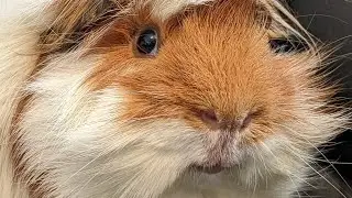 Rootie Bootie Boop!