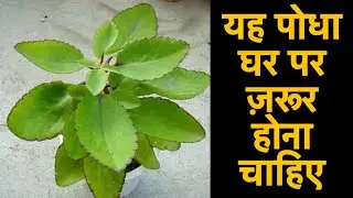 पत्थरचट्टा के पौधे से होंगे ये अनगिनत फ़ायदे ।Patharchatta Plant Countless Benefits |