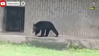 Sloth bear angry moment #viralvideo #viral #bear #animal #aninalvideo #bearvideo sloth bear video