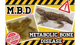 Metabolic Bone Disease (MBD)