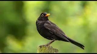 Common Blackbird