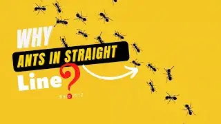 Why ants follow each other? | random facts | Sahil Rathee #facts
