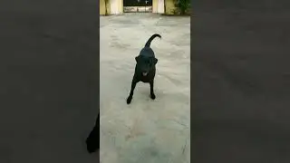 cute female labrador barking for ball🥰🐶#dogslover#viralshorts#youtubeshorts