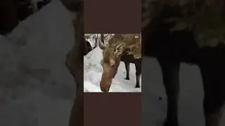 Plumps the cat greeting his friend Lovey the moose.. || #RJK5