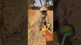 I Didn&rsquo;t Expect This From a Wild Monkey!