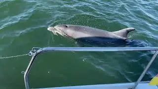 Delfin in der Ostsee Svendborg
