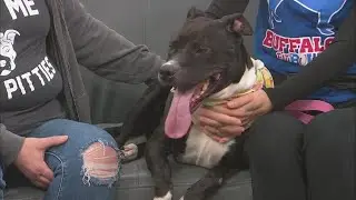 Wake up Wags: 1-year-old Madison loves dogs, cats and kids