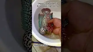 imported kamfa#imported flowerhorn#monsterkok