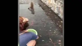 water slipping monkey
