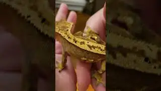 How to work a gecko- Playing with rex💚🦎🦖