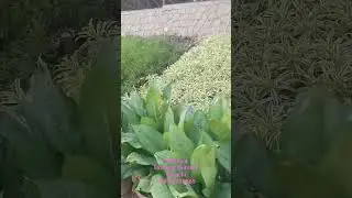 Botanica Extreme Nursery Karachi