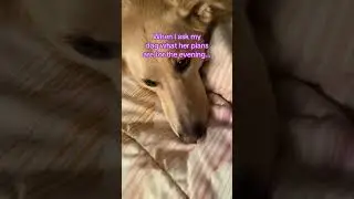 I&rsquo;m just a dog! #dog #funny #fyp #vibes #mood