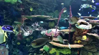 Ripleys Aquarium - Toronto, Canada May-2017