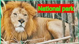 Banerghatta National Park in Bengaluru