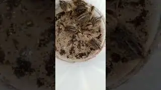New Born baby Black Francolin chick #shorts #viral #suspense  #wildlife #funny #birds