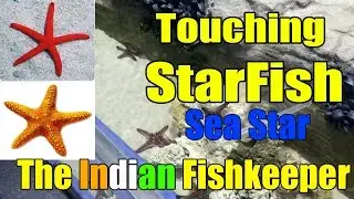 How It Feels To Touch A StarFish | The Indian Fishkeeper