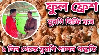 Free-range Chicken Farming, Millions of profit! How to become successful in raicing chickens & goat