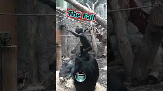 Heart-Stopping Fall &ndash; Bonobo Mum&rsquo;s Quick Reaction