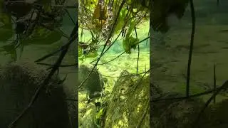 What is beneath the canal full of trash and plants #nature #forest #naturesounds #eco #wildlife