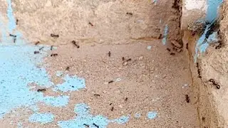 crazy ants carry heavy loads live 