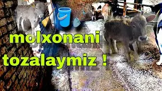 Sigir va Buqachalarga bugun mehir bilan qaradim oma😉 12.01.2026.