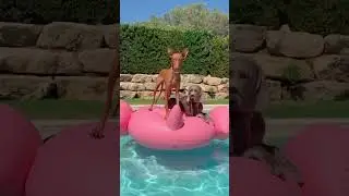 Have a great weeken! Pawls🐾#weimaraner #weim #doglover #funnydogs #shorts #dogswimming #cutedog