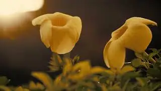 Yellow Flowers Background video | Free Download No Copyright