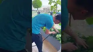 317. Warm and Cozy Balcony Garden Renovation #Balcony Garden #Plant Landscaping #Before and After
