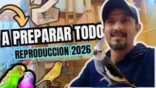 👉 NOS FALTAN MÁS AVES PARA LA REPRODUCCIÓN… ¿lo lograremos? 🐦🪺