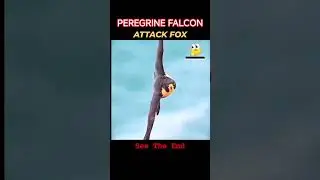 FOX VS EAGLE #goldeneagle #peregrinefalcon #fox #birdofprey #shorts #wildlife #wildanimals