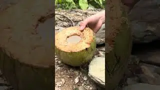 Whole chicken roasted in nature 🔥Primitive outdoor cooking | No talking#outdoors  #firecooking
