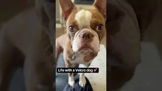Life With a Velcro Dog: Phoenix the Boston Terrier Keeps Me Company Everywhere